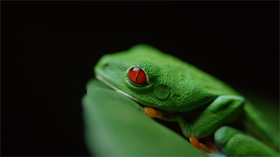 (Frog in Costa Rica)