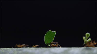 (Leaf Cutter Ants in Costa Rica)